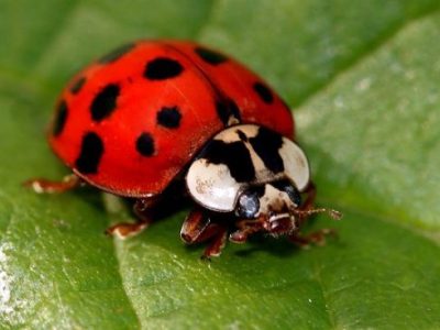November dorm invasion by Asian beetles quashed by Campus&nbsp;Services